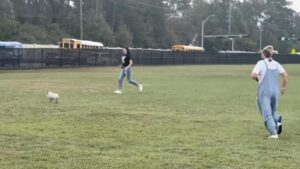 Heo Con Náo Loạn Hai Khuôn Viên Trường Học tại Conroe, Texas 10 Heo Con Náo Loạn Hai Khuôn Viên Trường Học tại Conroe, Texas