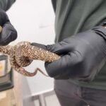exotic animals smuggled israel 04