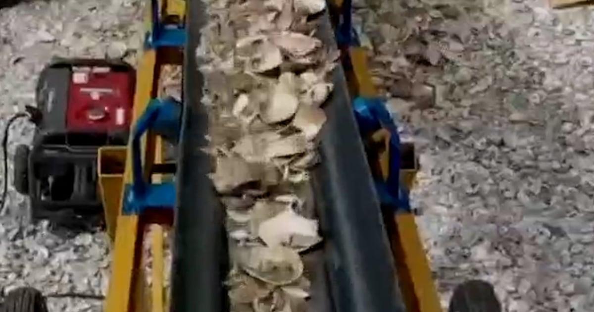 New Jersey Tạo Rạn San Hô Từ Vỏ Sò Tái Chế 1 f vert brk la oyster reef 251111 qdap60