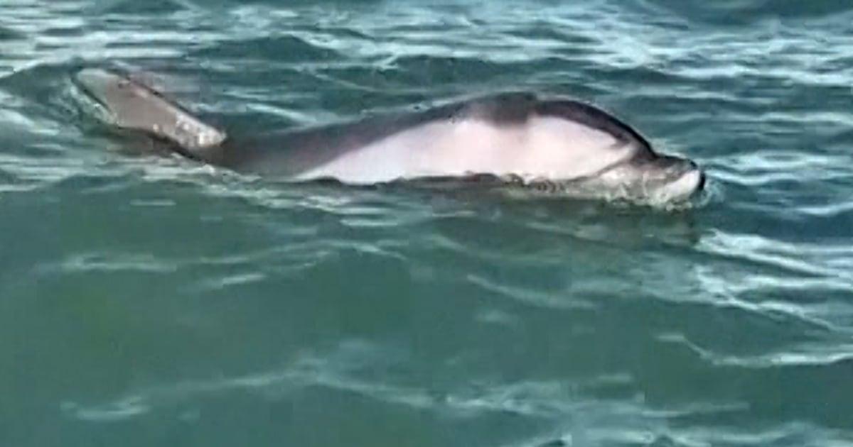 f vert brk mimmo dolphin 251110 ccr5bc