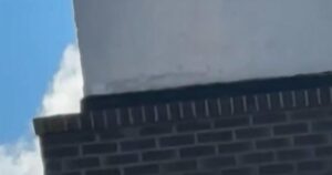 Nhiếp ảnh gia ghi lại hình ảnh coyote bị mắc kẹt trong tầng hầm khách sạn ở Florida