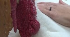 Khu bảo tồn động vật Colorado cho phép bạn bảo trợ một con gà tây