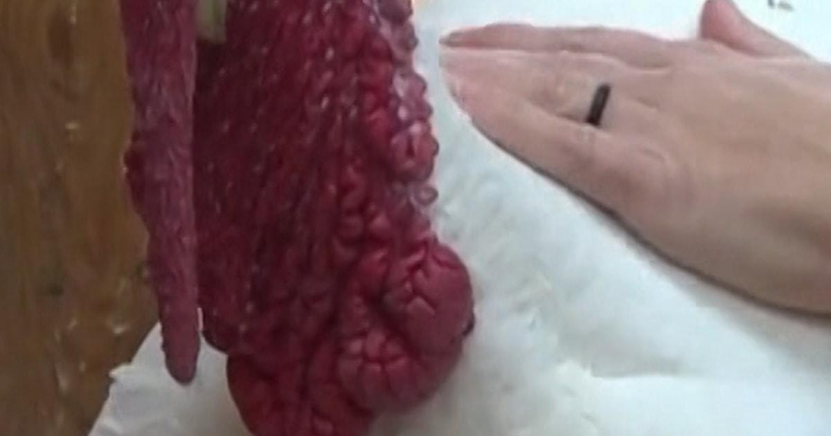 Khu bảo tồn động vật Colorado cho phép bạn bảo trợ một con gà tây 1 f vert brk turkey adoption 251126.00 00 41 14.Still003 qu3dm7