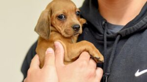 Cần Tình Nguyện Viên Nuôi Chó Con Phục Vụ Tại Los Angeles: Cách Đăng Ký 11 Cần Tình Nguyện Viên Nuôi Chó Con Phục Vụ Tại Los Angeles: Cách Đăng Ký