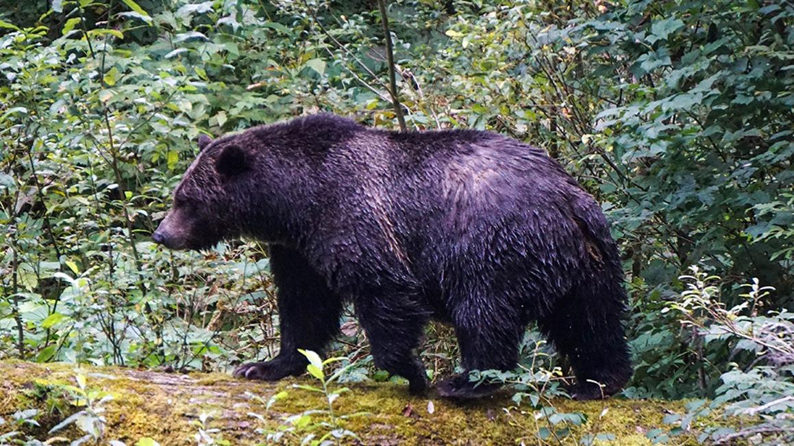 Ấm lòng: Thầy cô xả thân đẩy lùi gấu dữ, cứu học sinh 1 grizzly in british columbia
