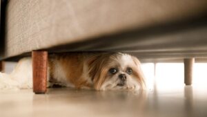 Luật pháp Mỹ: Chó gây tai nạn, ai chịu trách nhiệm? 3 Luật pháp Mỹ: Chó gây tai nạn, ai chịu trách nhiệm?