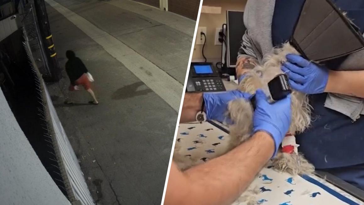 Anaheim: Chó bị nhét vào túi nhựa, ném qua hàng rào tại bệnh viện thú y 1 image 3b54ae