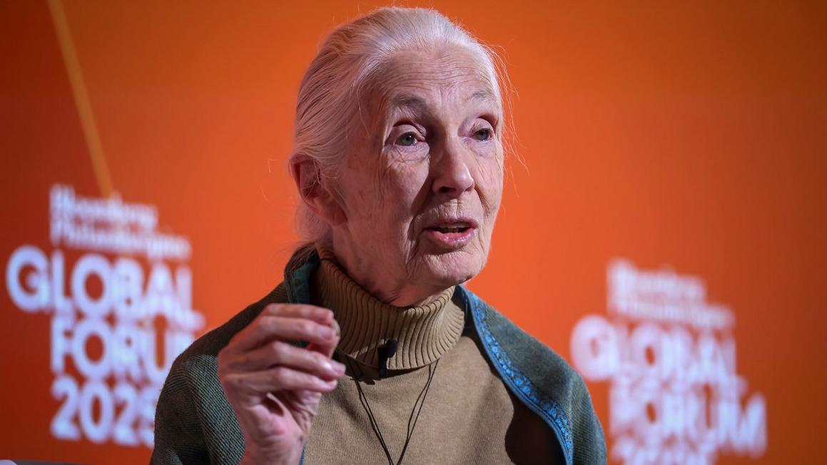 Jane Goodall Được Tưởng Niệm Tại Lễ Tang Ở Washington D.C. 1 jane goodall