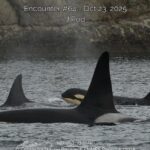 Nghiên cứu tại Washington cho biết cá voi sát thủ con mới sinh gần như chắc chắn đã chết