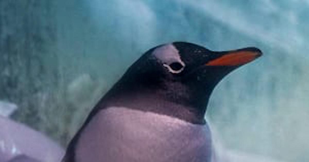 Chiến dịch giải cứu chim cánh cụt 'mắc kẹt' dưới tầng hầm 1 penguinthumb 7ev59g