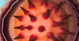 Nhà thực vật học xúc động khi tìm thấy loài hoa hiếm