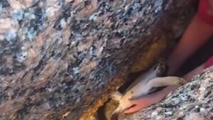 Cặp đôi giải cứu rùa biển mắc kẹt trên bờ biển Texas