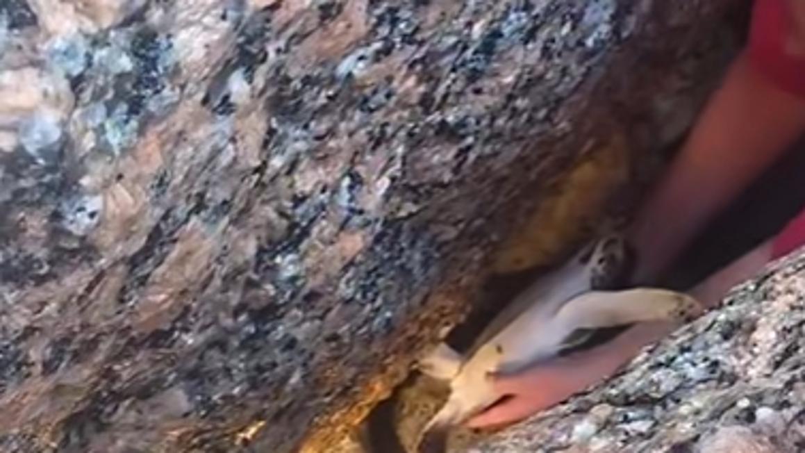 Cặp đôi giải cứu rùa biển mắc kẹt trên bờ biển Texas 1 screenshot 2025 11 13 150716