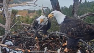 Đôi chim đại bàng ở Big Bear lập kỷ lục mới về việc mang que về tổ trong một ngày 5 Đôi chim đại bàng ở Big Bear lập kỷ lục mới về việc mang que về tổ trong một ngày