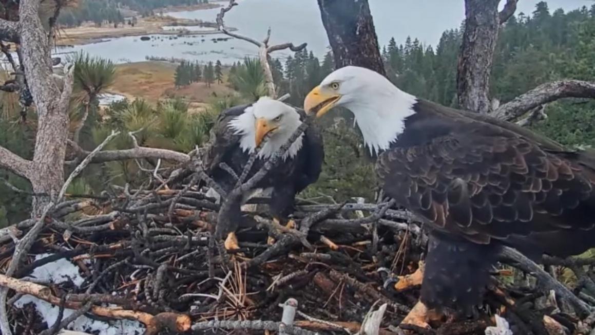 shadowjackiestickrecord