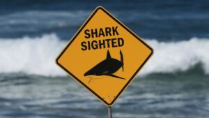 Vụ tấn công cá mập ở Úc khiến một người chết, một người bị thương