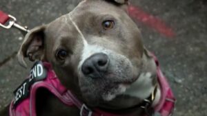 Sự kiện 'Tạ Ơn Cho Mọi Người' tại Seattle giúp đỡ người vô gia cư và thú cưng 32 Sự kiện ‘Tạ Ơn Cho Mọi Người’ tại Seattle giúp đỡ người vô gia cư và thú cưng