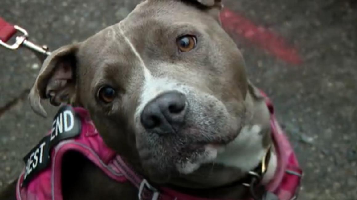 Sự kiện 'Tạ Ơn Cho Mọi Người' tại Seattle giúp đỡ người vô gia cư và thú cưng 1 skyler 2