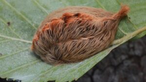 Sâu bướm ‘asp’ ở Texas: Những điều cần biết về loài sâu có nọc độc gây hại