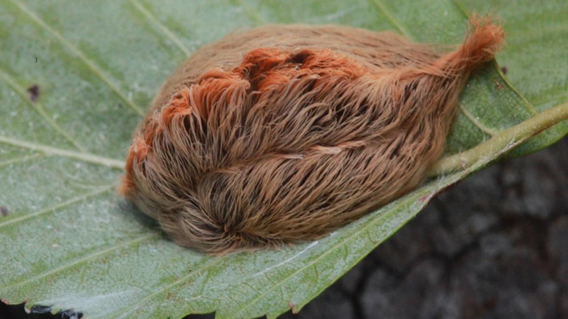 Sâu bướm 'asp' ở Texas: Những điều cần biết về loài sâu có nọc độc gây hại 1 southern flannel moth caterpillar