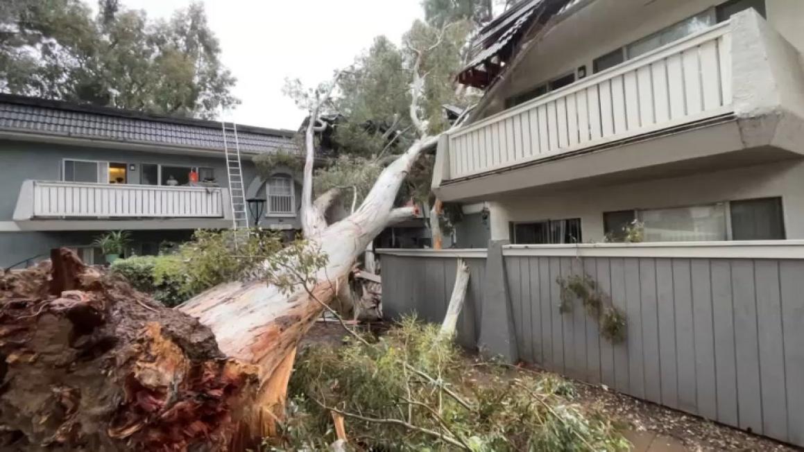 thousand oaks tree 111725