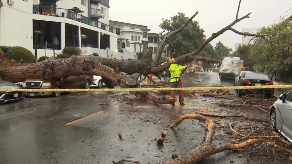 Cây đổ đè xe bán tải của một gia đình ở Echo Park 1 tree pickup echo park 2 november 14 2025