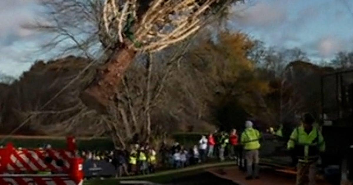 Cây thông Noel Rockefeller Center đã lên đường đến New York 1 tree thumb