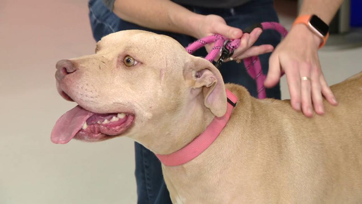 Hội Bảo Vệ Động Vật Kêu Gọi Gia Đình Nhận Nuôi Thú Cưng Lớn Tuổi 1 vlcsnap 2025 11 12 20h45m39s979