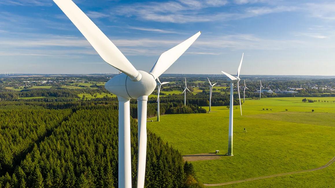 Công ty năng lượng xanh bị phạt vì đại bàng đầu trọc bị tua-bin gió giết chết 1 wind energy