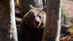 Vấn Đề Thú Hoang Dã Gia Tăng Ở Hy Lạp: Gấu Và Sói Trở Thành Mối Lo Ngại Mới