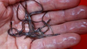 Nhật và Mỹ phản đối bảo vệ loài lươn, trước nguy cơ tuyệt chủng 7 Nhật và Mỹ phản đối bảo vệ loài lươn, trước nguy cơ tuyệt chủng