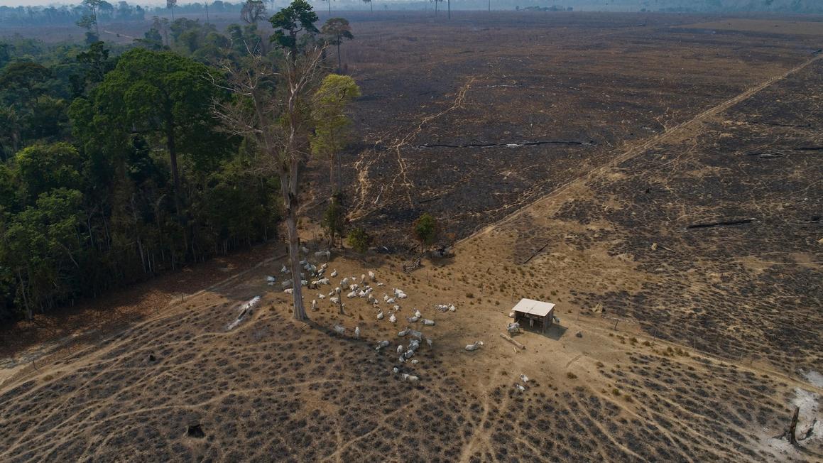 Bang Brazil: Đánh dấu trâu để giảm nạn phá rừng Amazon 1