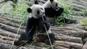 Pháp Tiễn Biệt Hai Chú Gấu Trúc Khổng Lồ Trở Về Trung Quốc 16 Pháp Tiễn Biệt Hai Chú Gấu Trúc Khổng Lồ Trở Về Trung Quốc