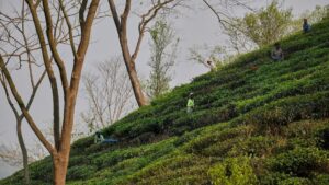 Thuế trà từng gây ra cuộc cách mạng, nay tạo ra nỗi lo