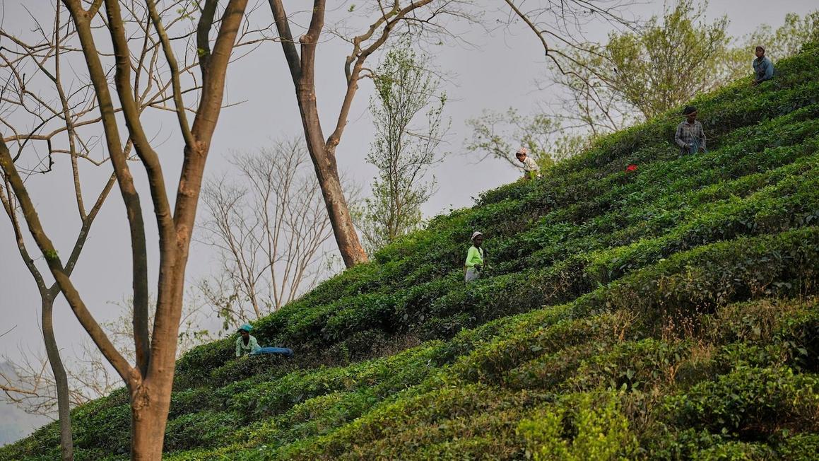 Thuế trà từng gây ra cuộc cách mạng, nay tạo ra nỗi lo 1