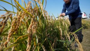 Nông dân Nam Hàn kiện công ty điện lực, đổ lỗi biến đổi khí hậu gây thiệt hại mùa màng 4 Nông dân Nam Hàn kiện công ty điện lực, đổ lỗi biến đổi khí hậu gây thiệt hại mùa màng