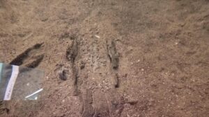 Các nhà khảo cổ Wisconsin tìm thấy 16 chiếc thuyền độc mộc cổ đại tại ‘bãi đậu thuyền’ tiền sử dưới đáy hồ