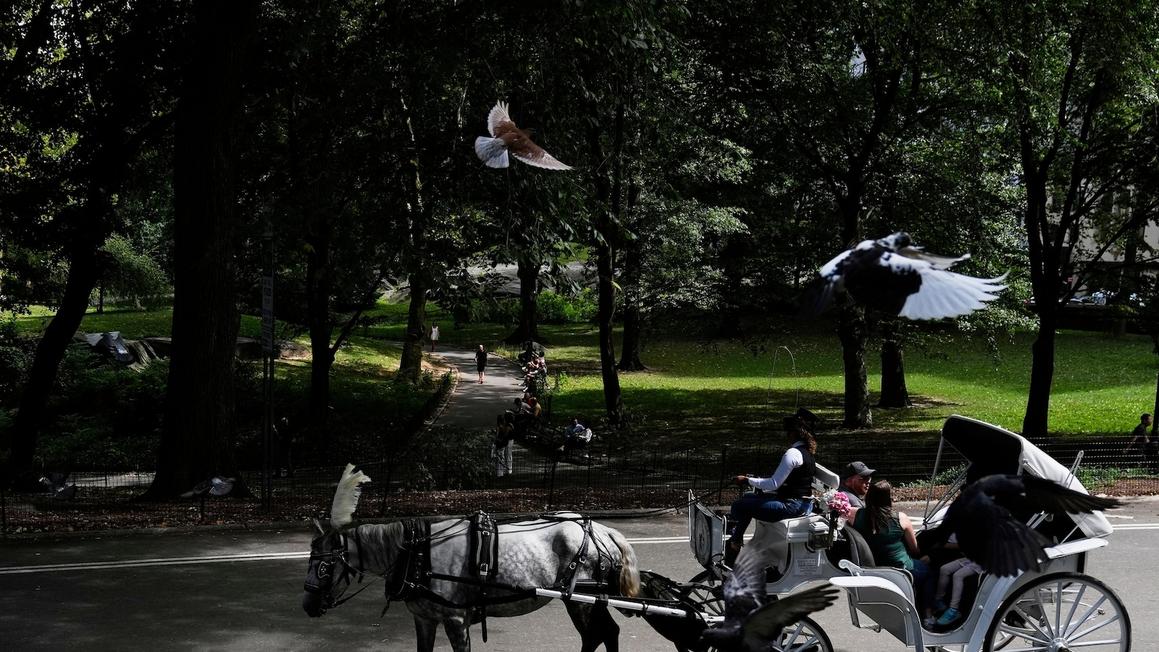 Đề xuất cấm xe ngựa ở Công viên Trung tâm New York bị ủy ban quan trọng bác bỏ 1