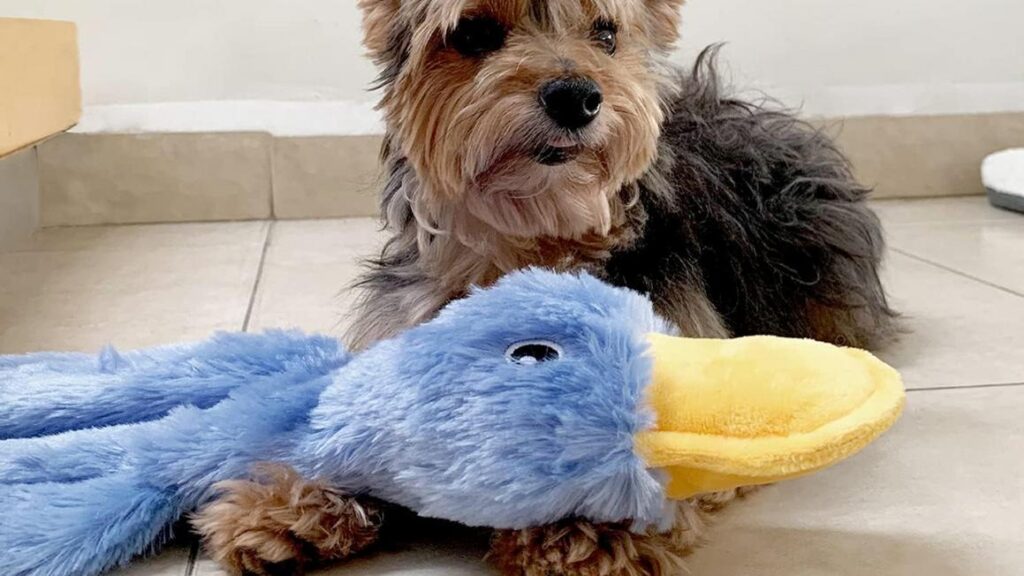 Gợi ý quà tặng ngày lễ lý tưởng cho chó, mèo và chủ nhân 31 Gợi ý quà tặng ngày lễ lý tưởng cho chó, mèo và chủ nhân