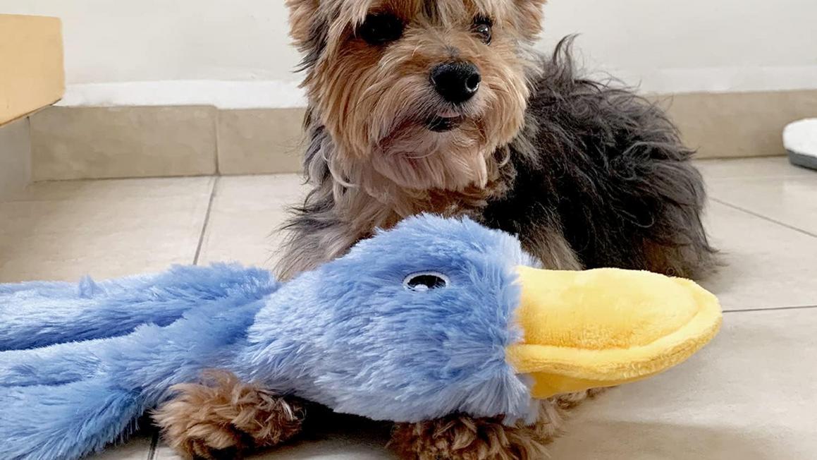 Gợi ý quà tặng ngày lễ lý tưởng cho chó, mèo và chủ nhân 1 15663945 petgifts