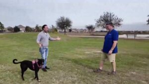 Cảnh báo về tấn công chó dữ: Phải làm gì để tự vệ? 2 Cảnh báo về tấn công chó dữ: Phải làm gì để tự vệ?