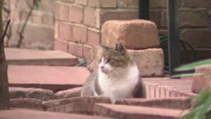 Cư dân Cypress bức xúc vì mèo hoang, chính quyền tìm giải pháp