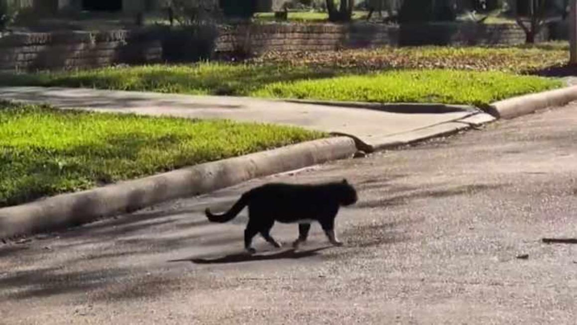 Cư dân Houston gặp khó với vấn nạn mèo hoang 1