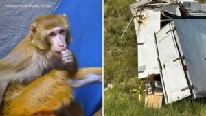 Khỉ Từ Phòng Thí Nghiệm Tìm Nhà Mới Tại Khu Bảo Tồn ở New Jersey Sau Khi Sống Sót Vụ Tai Nạn Xe Tải 32 Khỉ Từ Phòng Thí Nghiệm Tìm Nhà Mới Tại Khu Bảo Tồn ở New Jersey Sau Khi Sống Sót Vụ Tai Nạn Xe Tải