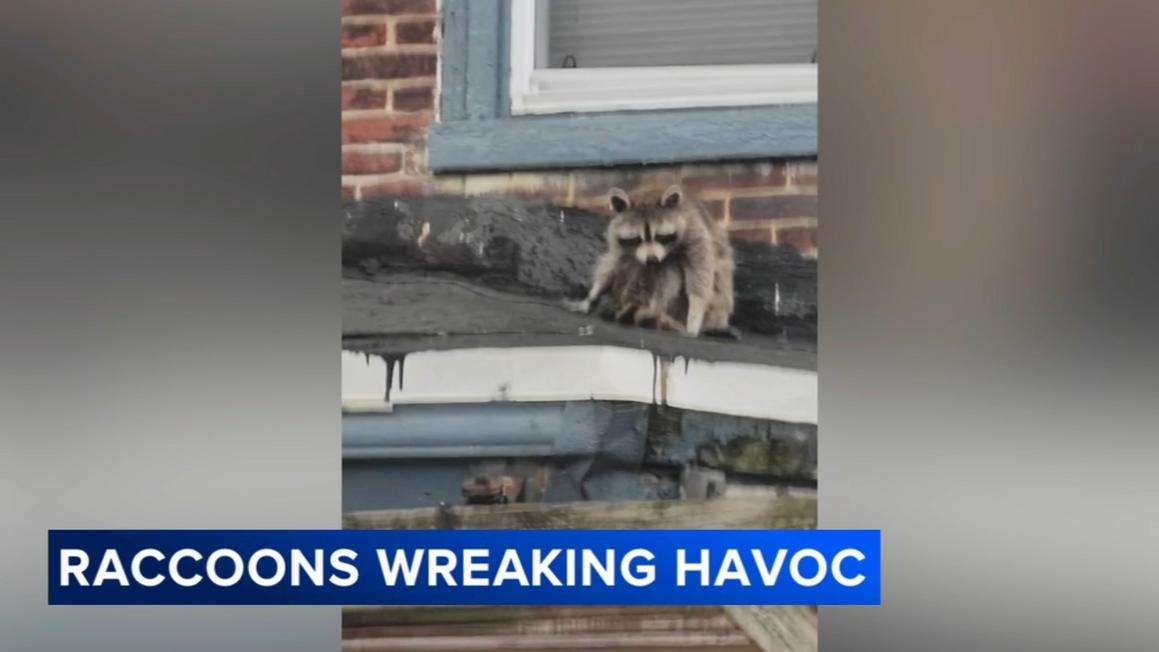 18251650 120325 wpvi raccoon issues 430 vid vid
