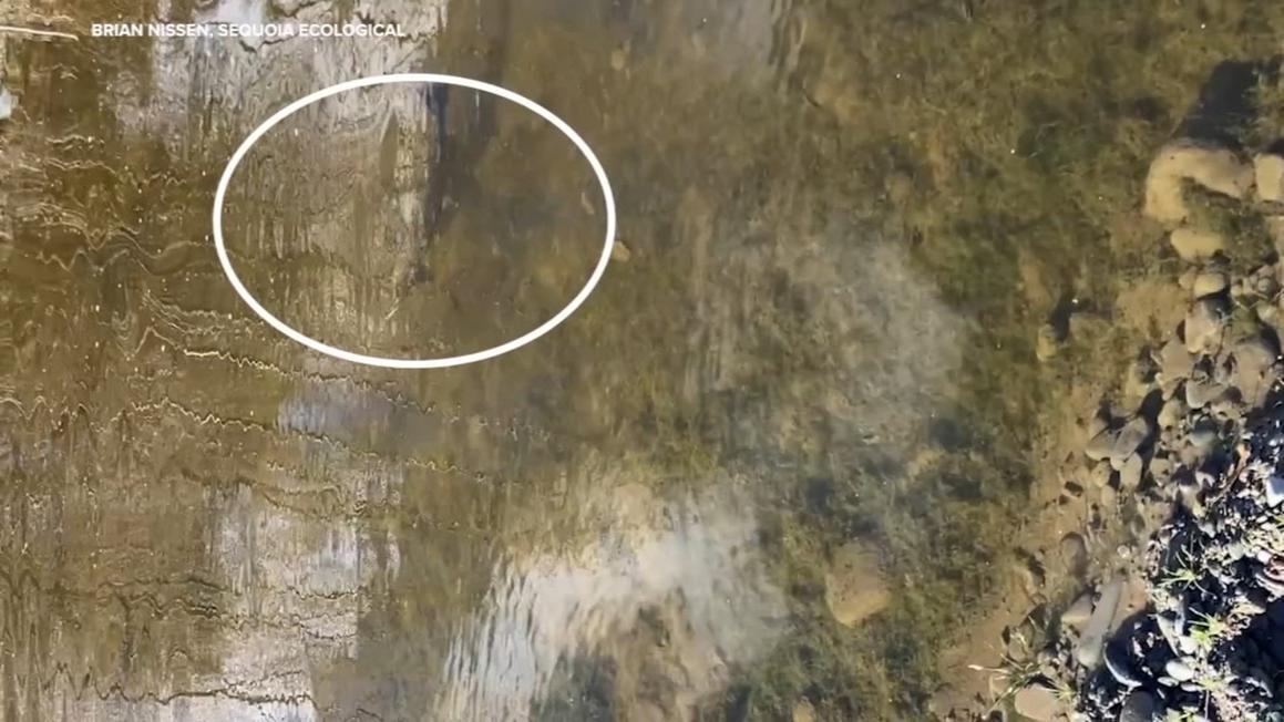 18261927 120325 kgo sunol salmon img