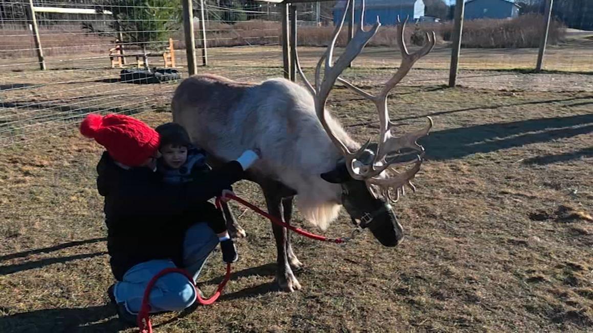 18264149 120825 wpvi reindeer farm leeanne kayati 10am vid