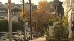 San Francisco xem xét thay đổi luật xây dựng về việc trồng cây