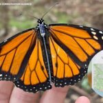 Theo dõi bướm Monarch di cư bằng công nghệ 'tàu vũ trụ' 53 Theo dõi bướm Monarch di cư bằng công nghệ ‘tàu vũ trụ’