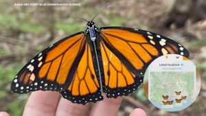 Theo dõi bướm Monarch di cư bằng công nghệ 'tàu vũ trụ' 2 Theo dõi bướm Monarch di cư bằng công nghệ ‘tàu vũ trụ’